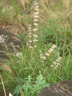 Image of Caryopteris incana (Thunb. ex Houtt.) Miq.