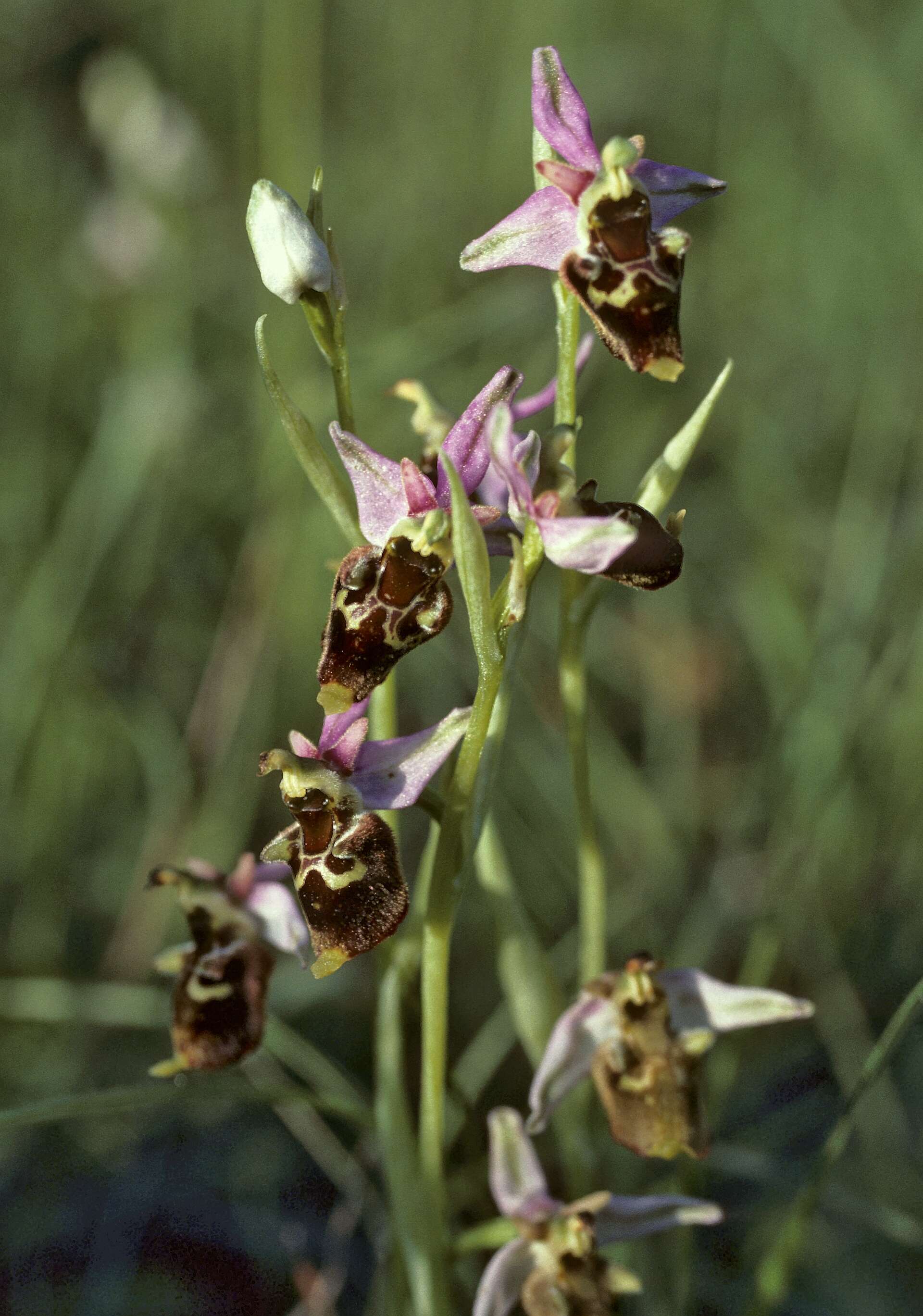 Image of Ophrys holosericea