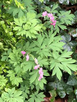 Image of bleeding heart