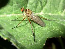 Image of Empis livida Linnaeus 1758