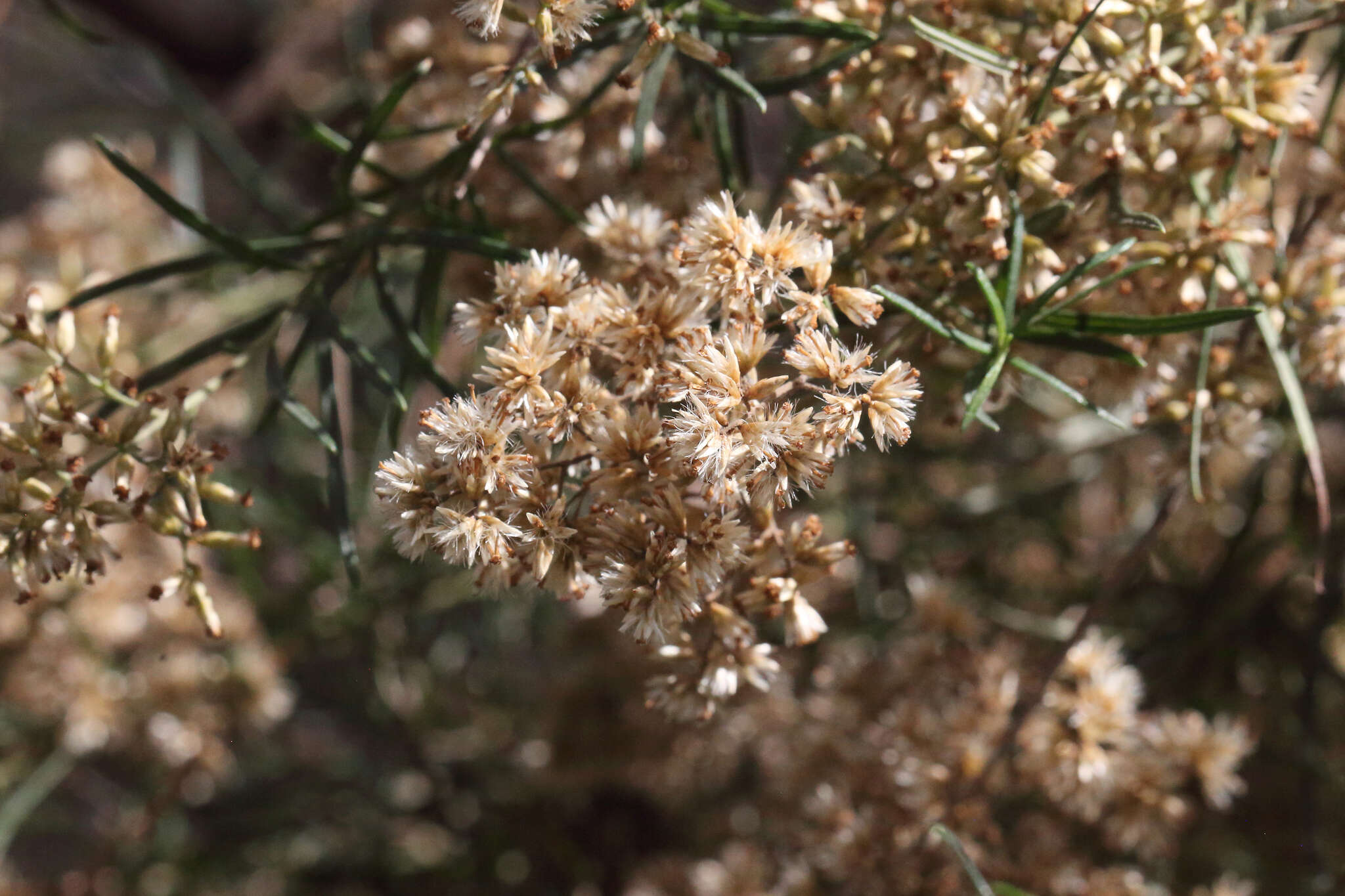 Plancia ëd Cassinia quinquefaria R. Br.