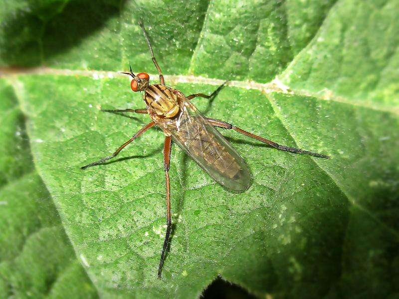 Image of Empis livida Linnaeus 1758