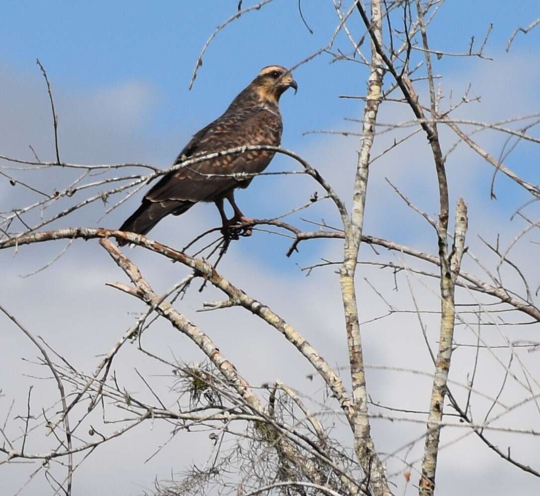 Image of Everglade snail kite