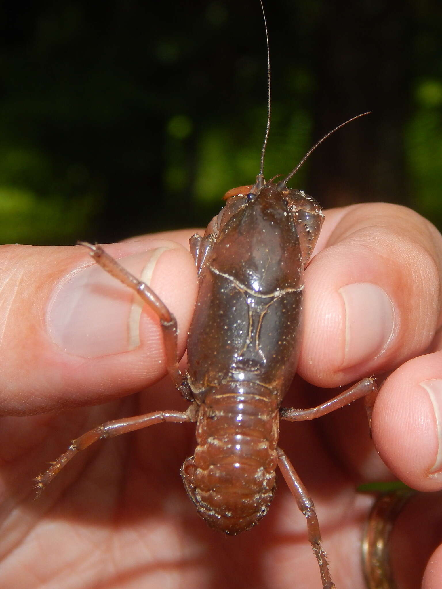 Image of Procambarus talpoides Hobbs 1981