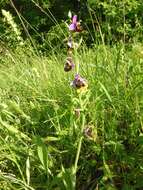 Image of Ophrys holosericea