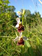 Image of Ophrys holosericea