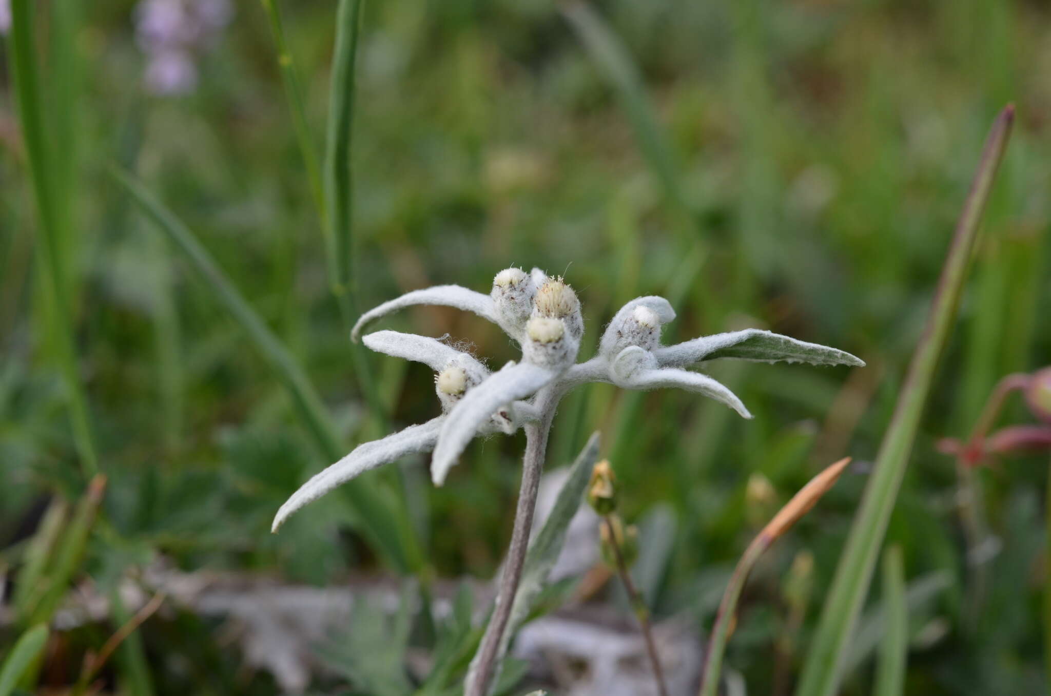 Image of Leontopodium campestre (Ledeb.) Hand.-Mazz.