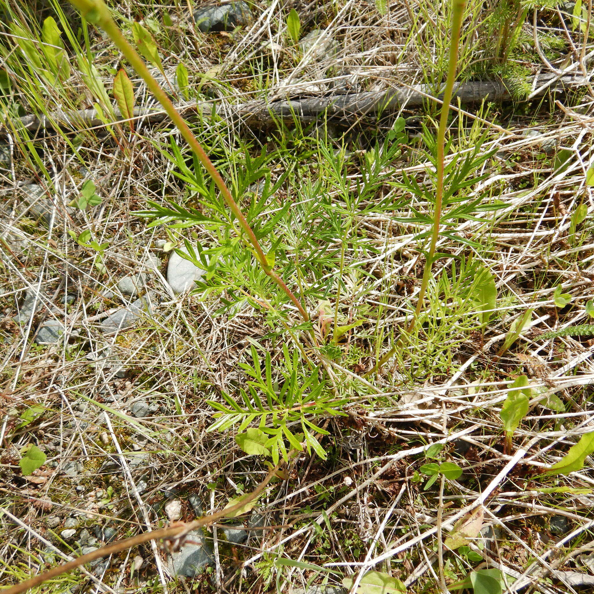 Image of tansy cinquefoil