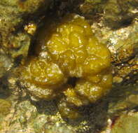Image of Leathesia marina