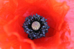 Image of corn poppy