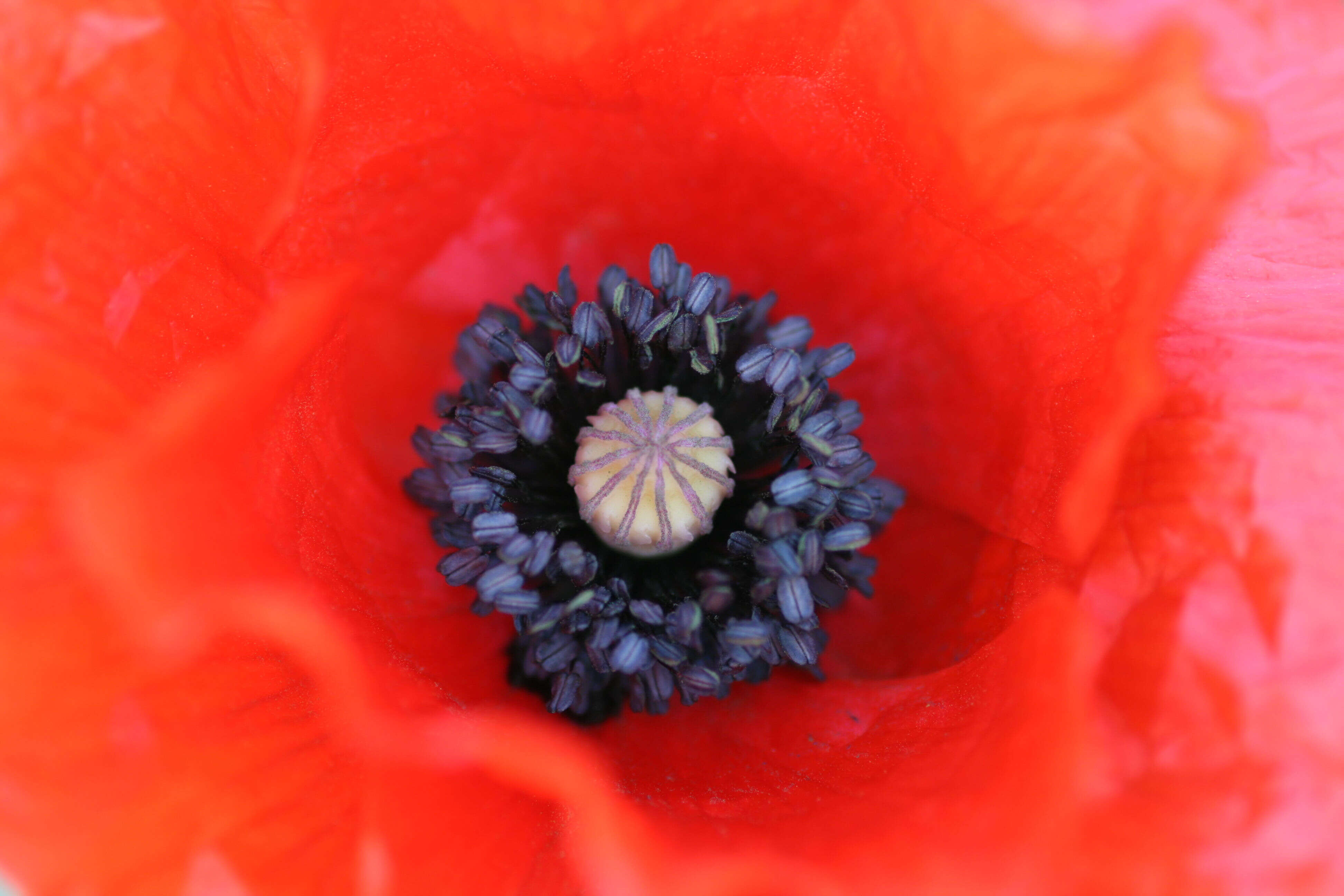 Image of corn poppy