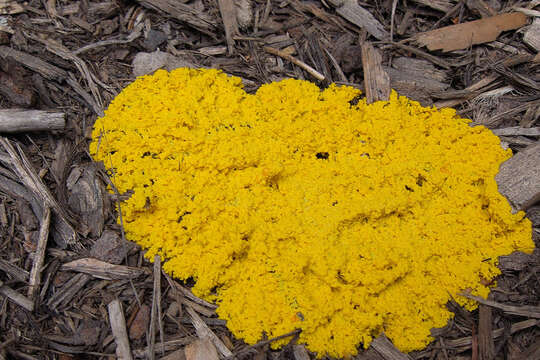 Image of Dog vomit slime mold