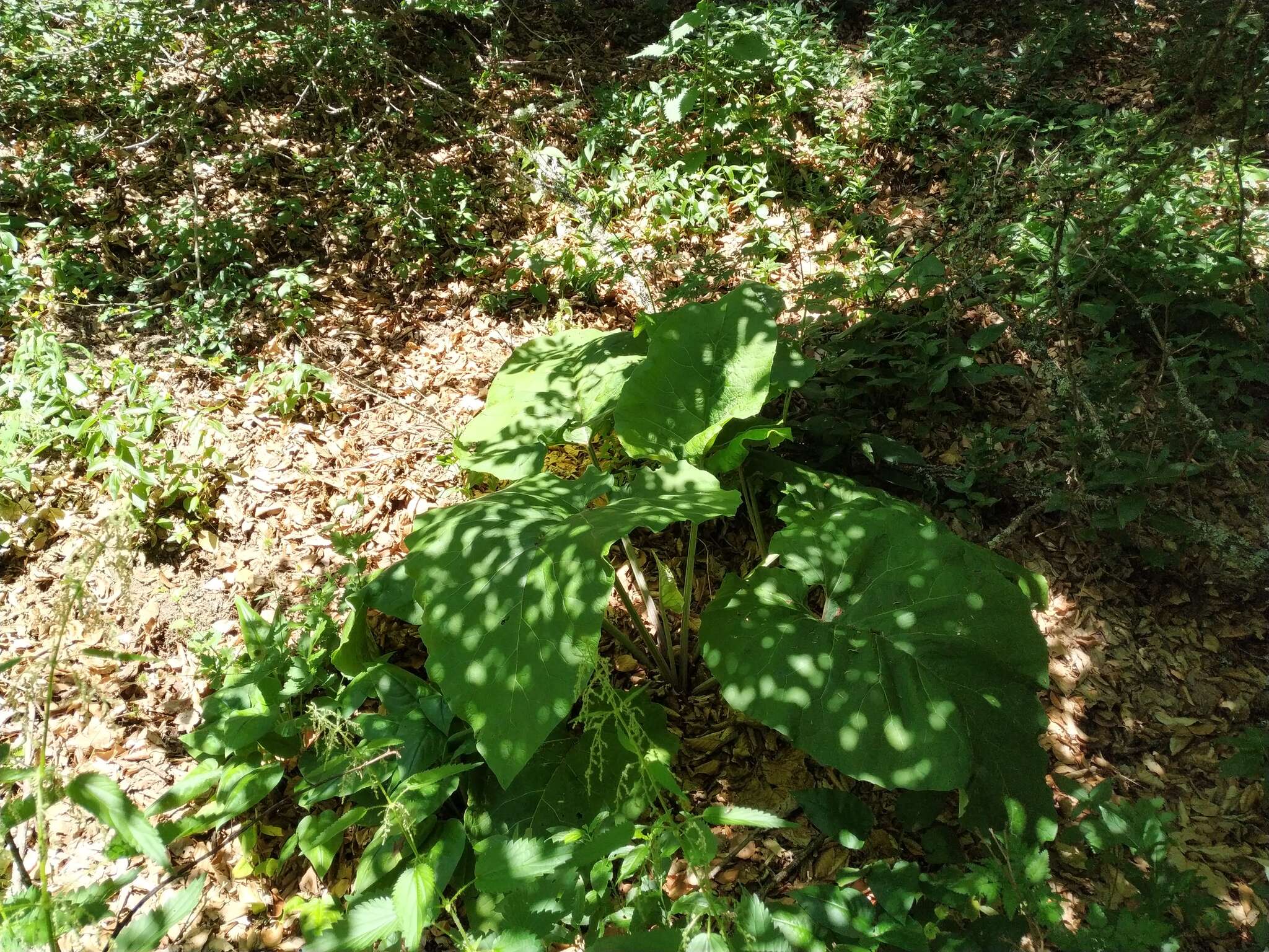 Image of Arctium nemorosum Lej.