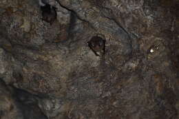 Image of Sac-winged bats