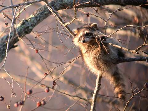 Image of raccoons