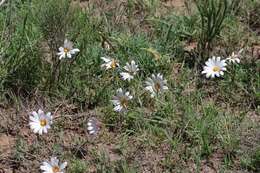 Image of White Dimorphotheca
