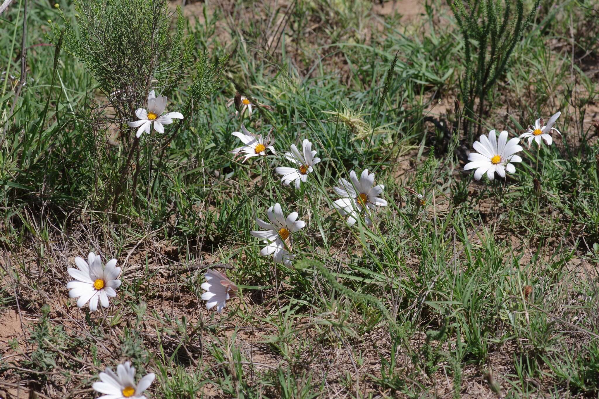 Image of White Dimorphotheca