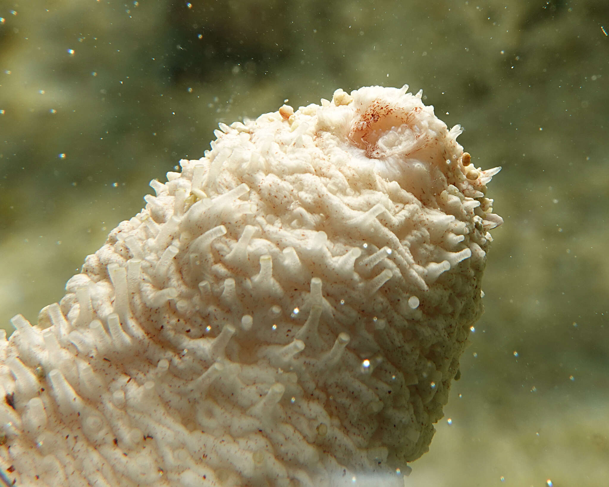 Image of Holothuria (Thymiosycia) conusalba Cherbonnier & Féral 1984