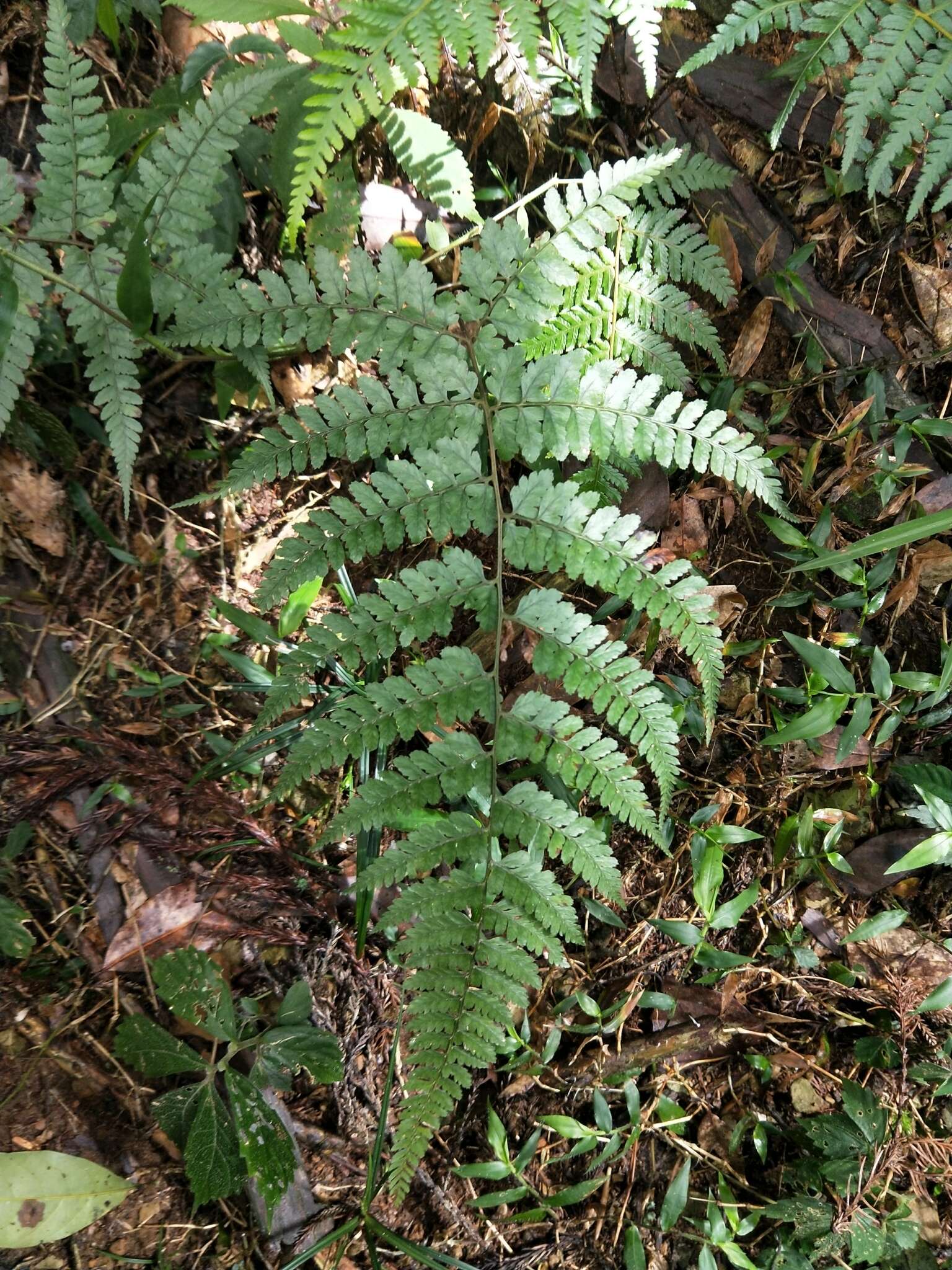 Слика од Athyrium clivicola Tag.