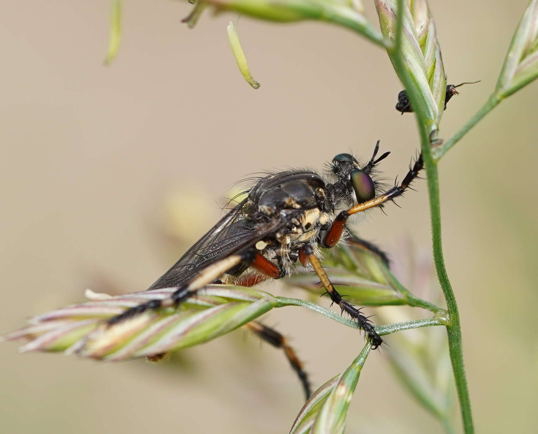 Image of Thereutria amaraca (Walker 1849)