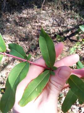 Imagem de Hypericum nudiflorum Michx. ex Willd.