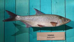 Image of Vimba
