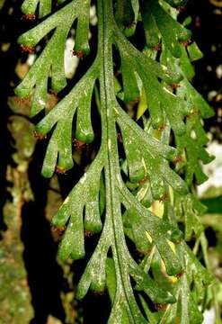 Image of Asplenium theciferum (Kunth) Mett.