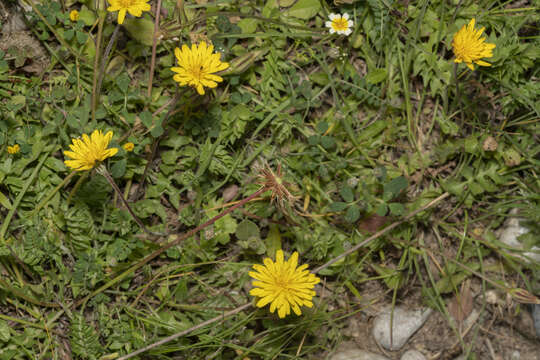 Image of Hyoseris radiata L.