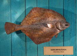 Image of Starry flounders