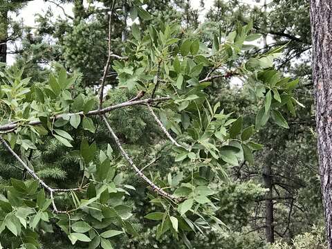 Image of Chihuahuan ash