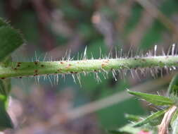 Plancia ëd Echium rosulatum Lange