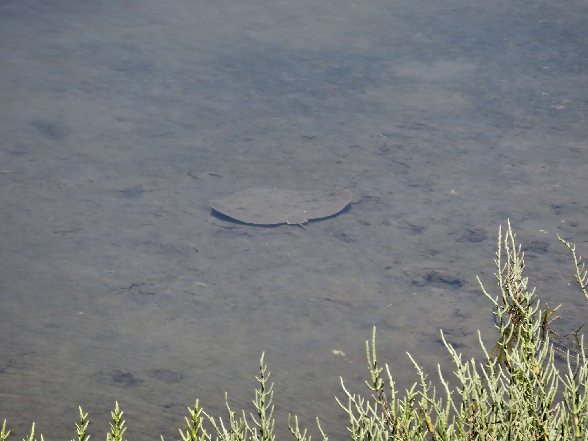 Image of California Butterfly Ray