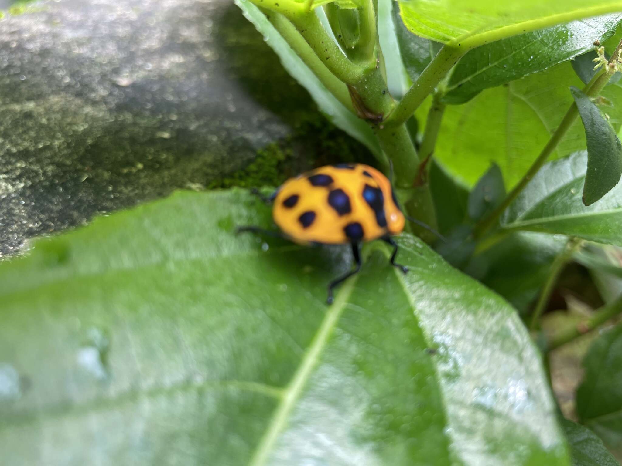 Слика од <i>Poecilocoris druraei</i>