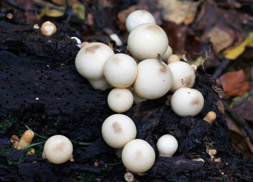 Imagem de Lycoperdon pyriforme Schaeff. 1774