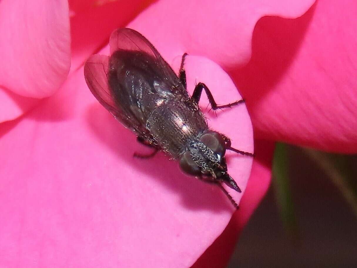 Image of Cosmina fuscipennis Robineau-Desvoidy 1830