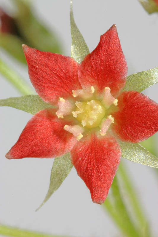 Image of Drosera adelae F. Muell.