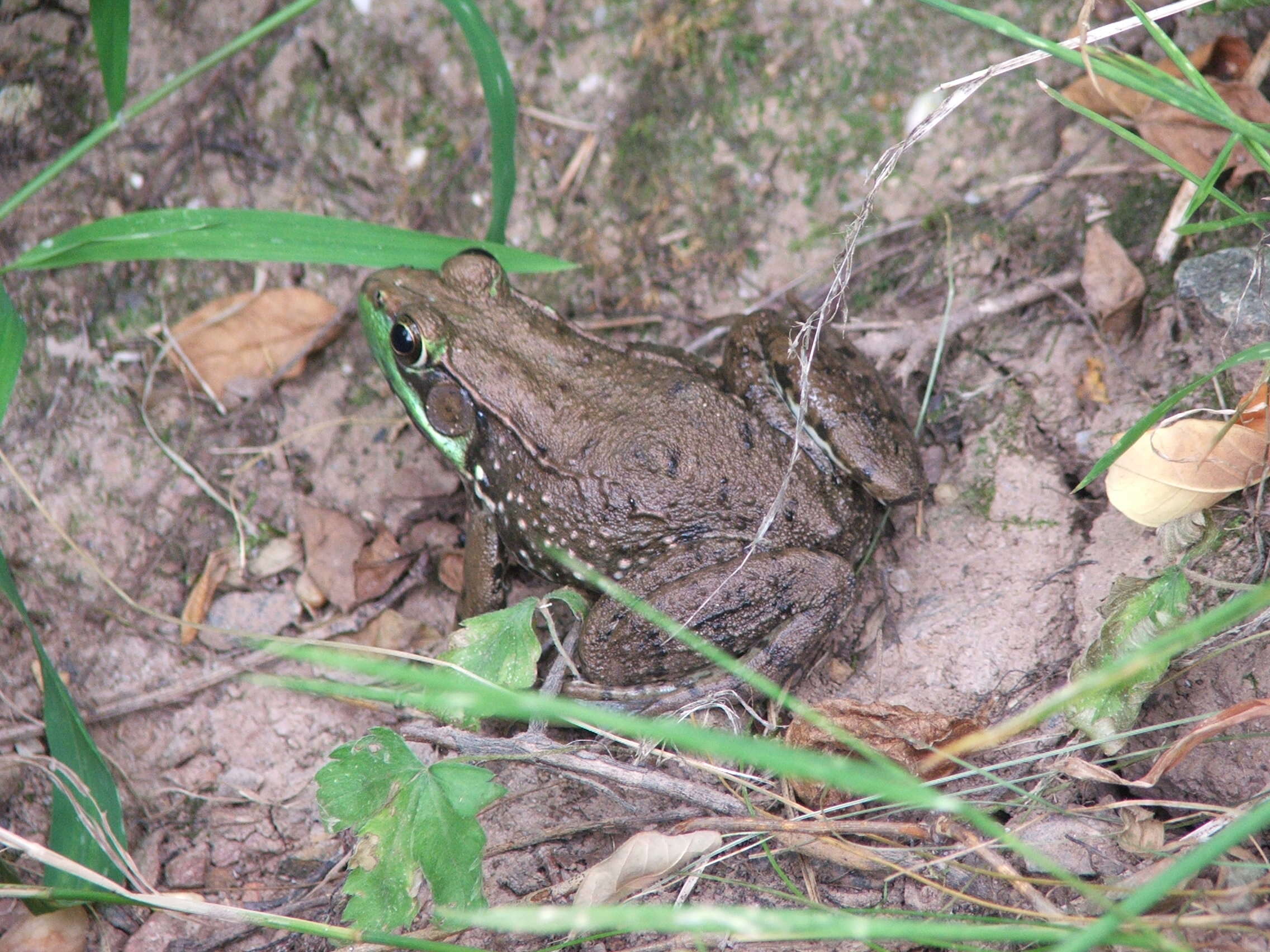 Image of Green Frog