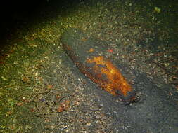 Image of Brown Sandfish