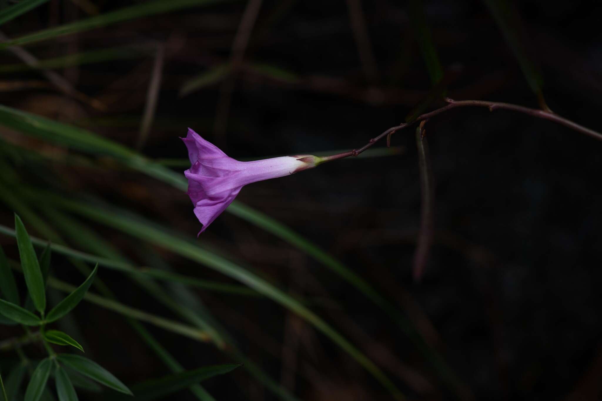 Image de Ipomoea leprieurii D. F. Austin