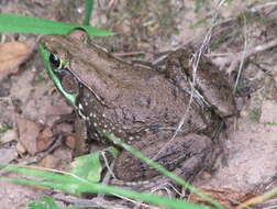 Image of Green Frog