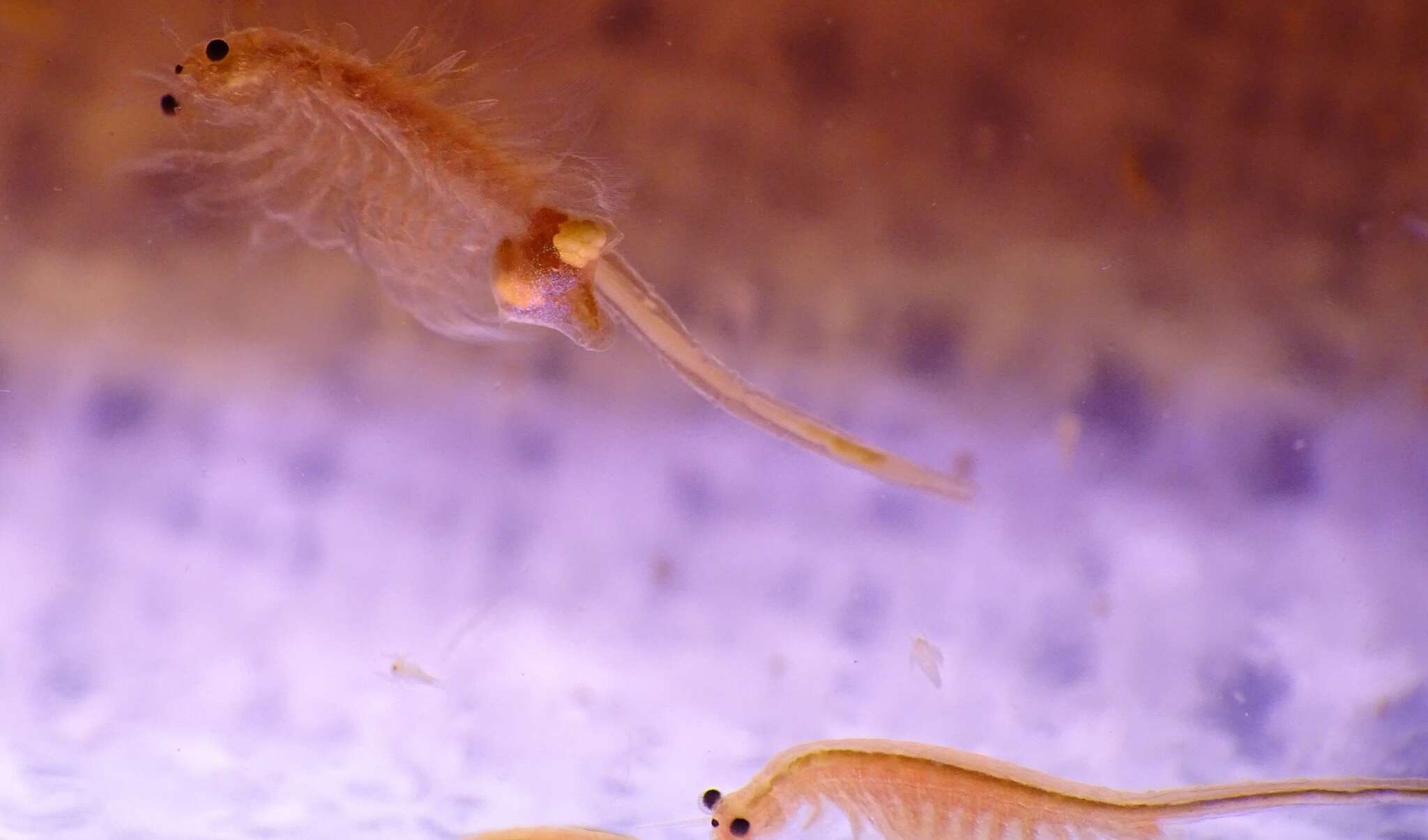 Image of Mono Lake Brine Shrimp