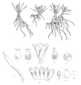 Image de Liparophyllum
