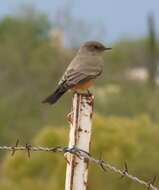 Image of Say's Phoebe