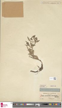 Image of Aeollanthus