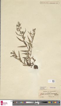 Image of Aeollanthus