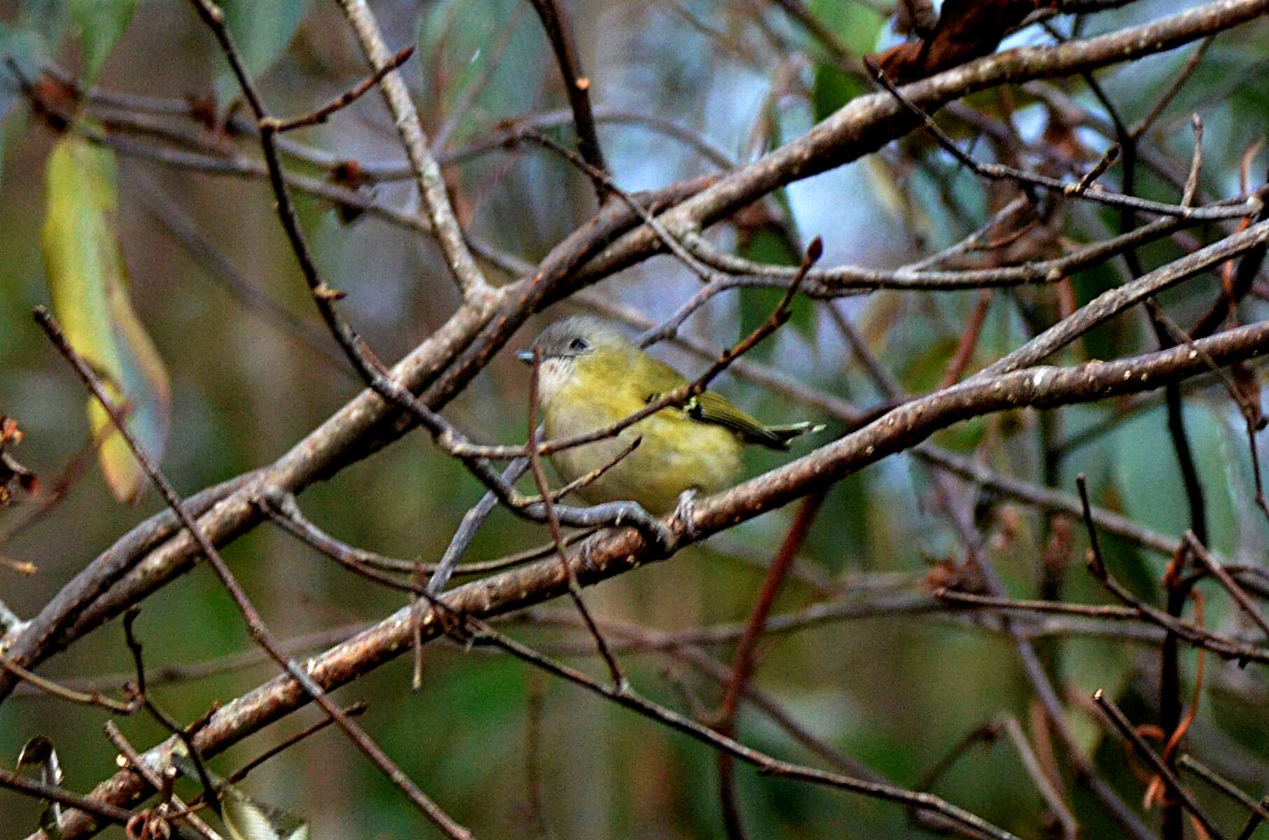 Imagem de Pteruthius xanthochlorus Gray, JE, Gray & GR 1847