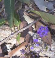 Hardenbergia violacea (Schneev.) Stearn resmi