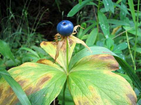 Image of herb Paris