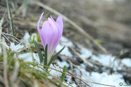 Image of Colchicum bulbocodium subsp. versicolor (Ker Gawl.) K. Perss.