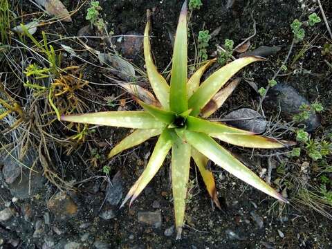 Image of Puya nitida Mez